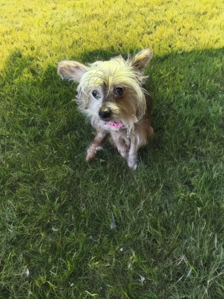 A senior small-sized female Gray / Blue / Silver Chinese Crested Dog dog named Gabriella for adoption in San Antonio, TX