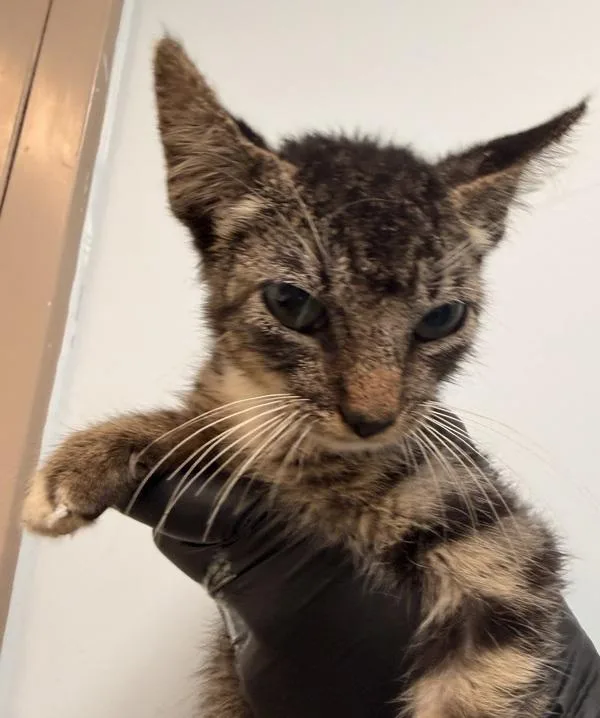 A baby small-sized male Domestic Short Hair cat named Kj for adoption in San Diego, CA