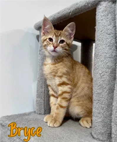 A baby small-sized male Domestic Short Hair cat named Bryce for adoption in Lacona, NY