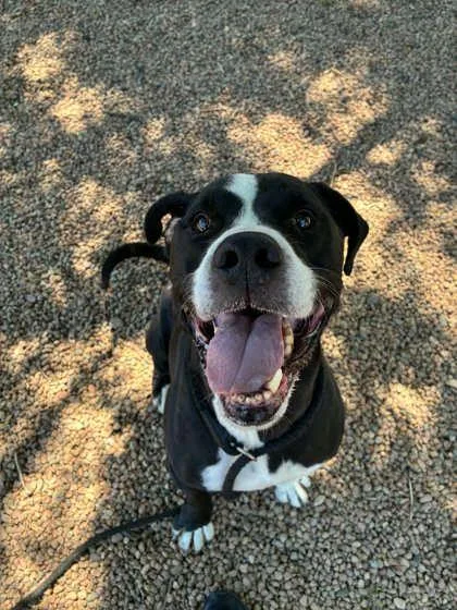A senior large-sized male White / Cream Mixed Breed dog named Ethan for adoption in Canon City, CO