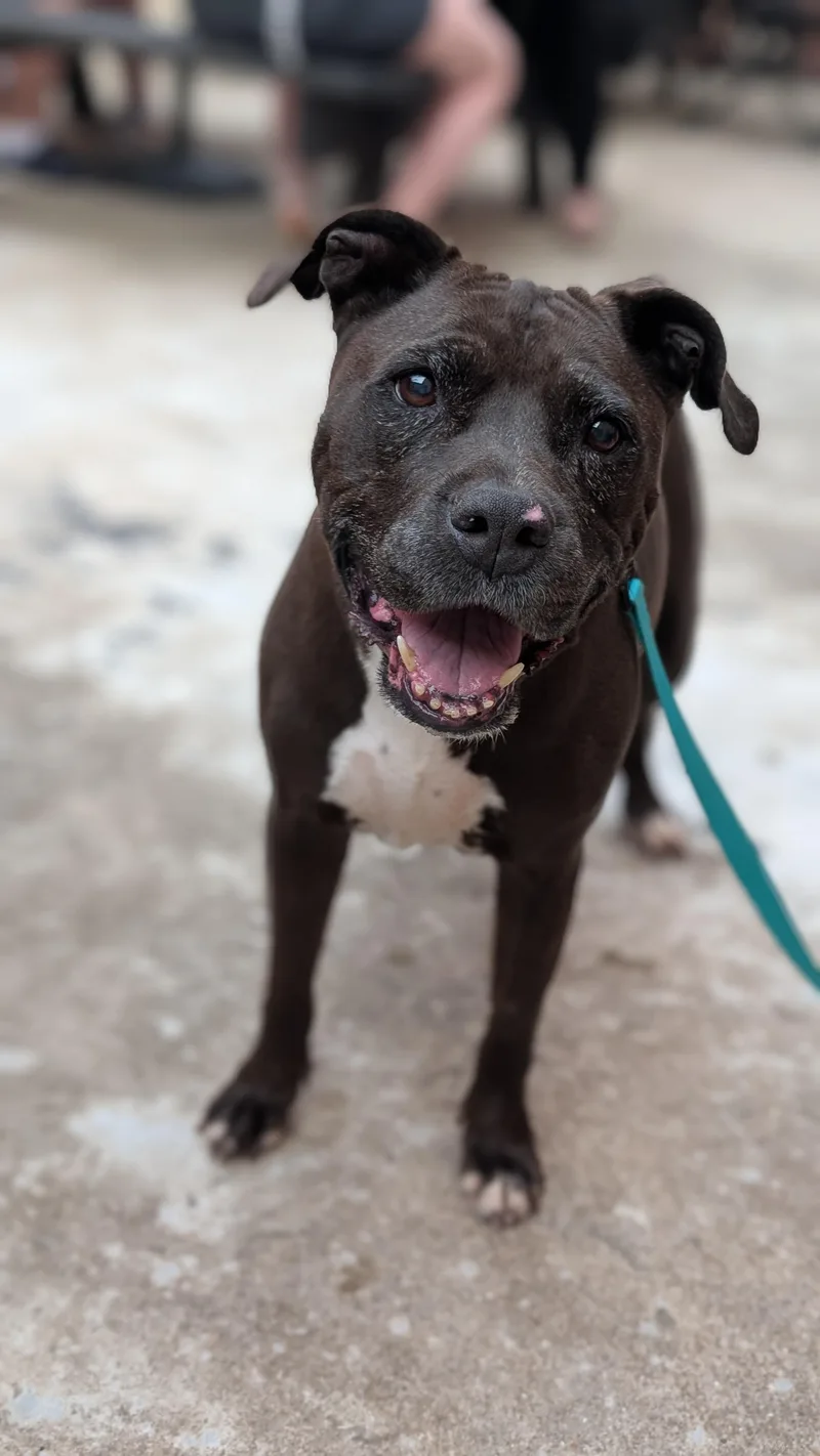 A senior medium-sized female Black Pit Bull Terrier dog named Velma for adoption in Joppa, AL