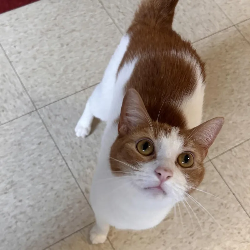 An adult small-sized male White Domestic Short Hair cat named Ginger for adoption in Waynesboro, PA