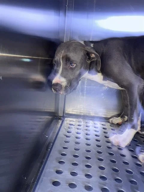 A young medium-sized female Mixed Breed dog named Sky for adoption in Dallas, TX