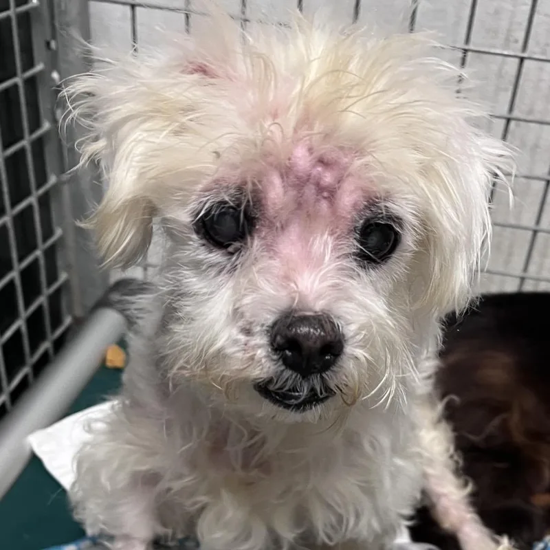 A senior small-sized female White / Cream Maltese dog named Margie for adoption in Sarasota, FL