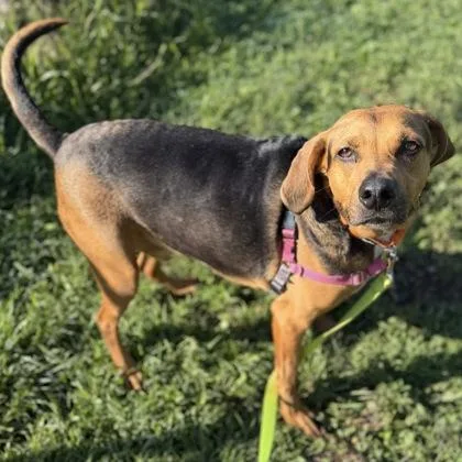 A senior large-sized male Mixed Breed dog named Moose for adoption in Janesville, WI