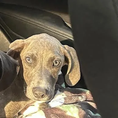 A baby medium-sized female Gray / Blue / Silver Labrador Retriever dog named Dolly for adoption in South Elgin, IL