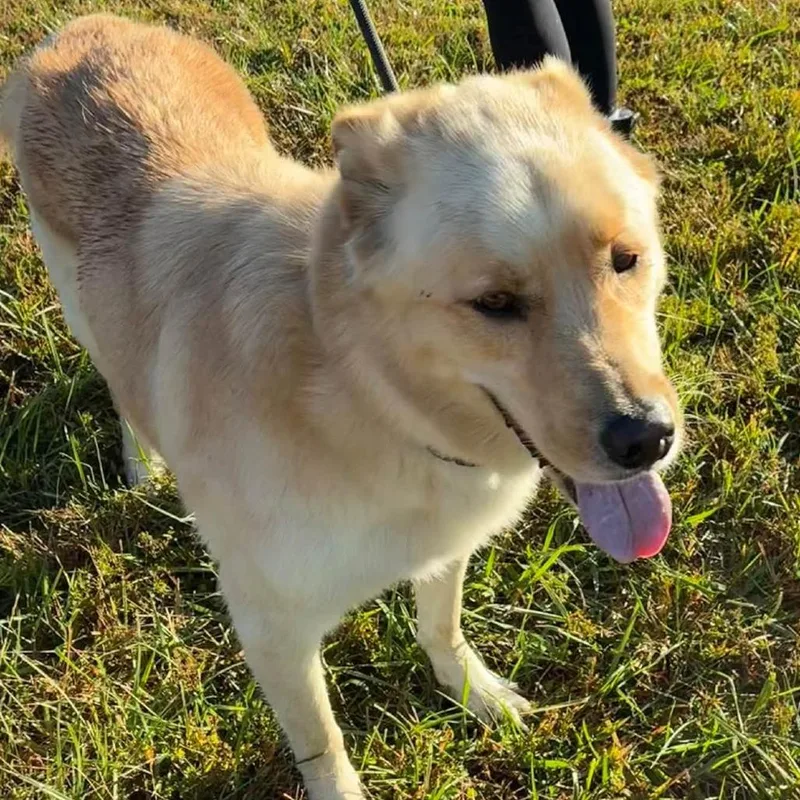 An adult large-sized male Golden Shepherd dog named Tucker for adoption in Fairfax, VA