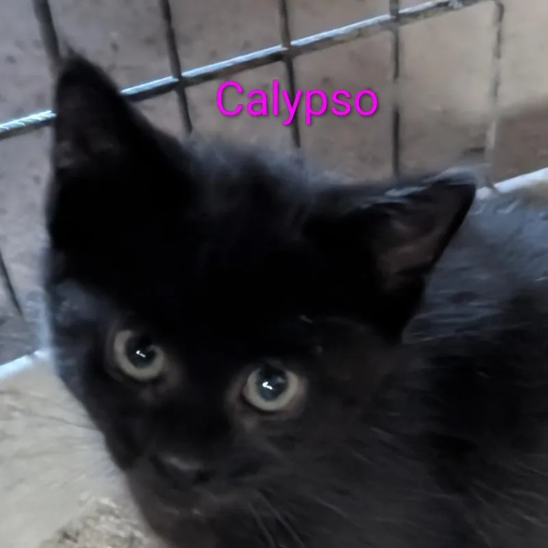 A baby small-sized female Black Domestic Short Hair cat named Calypso for adoption in Carmel, IN