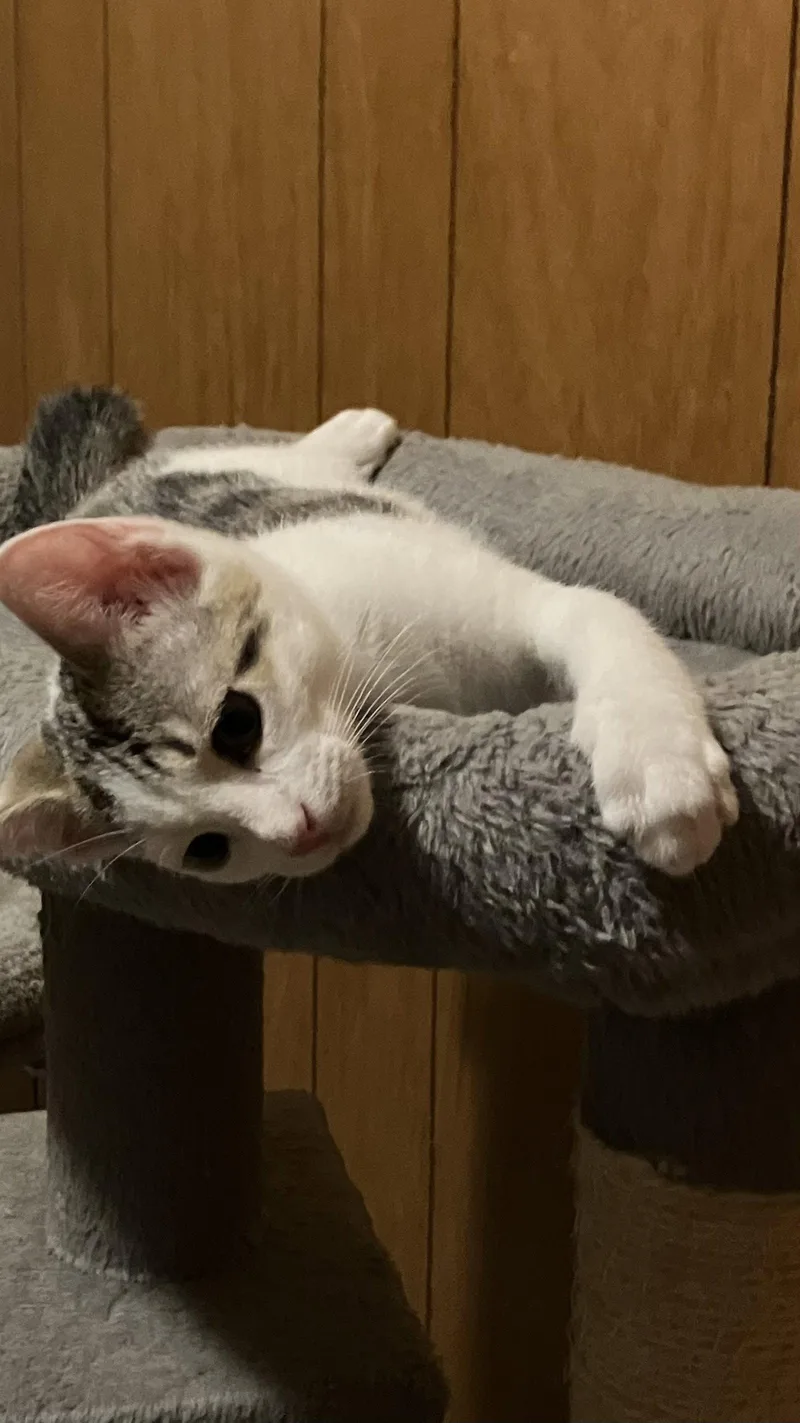 A baby medium-sized female White Domestic Short Hair cat named Dolly for adoption in Herndon, VA