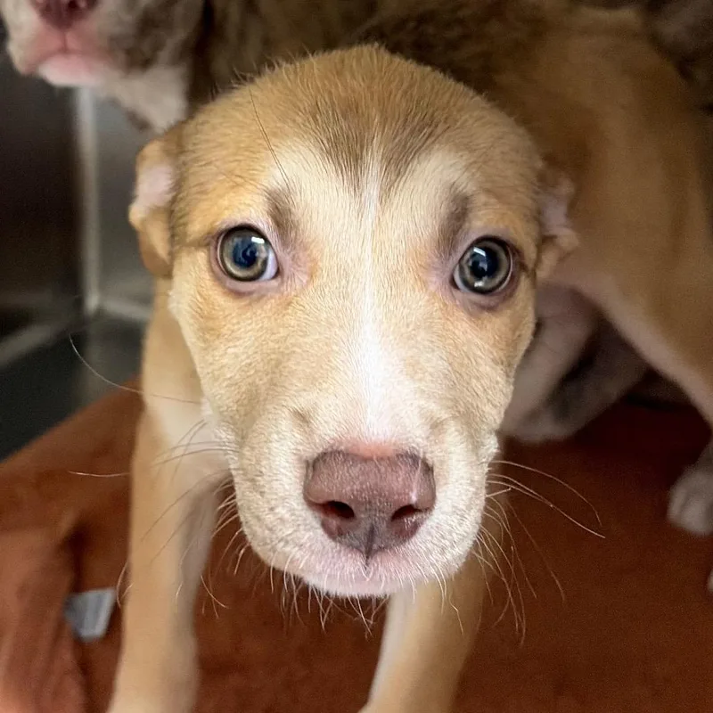 A baby medium-sized female Mountain Cur dog named Libby for adoption in Cumming, GA