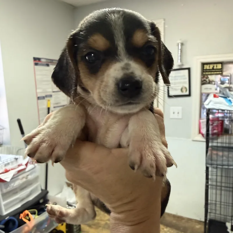 A baby medium-sized female Tricolor (Brown, Black, & White) Mixed Breed dog named Pumpkin Spice for adoption in Columbia, SC