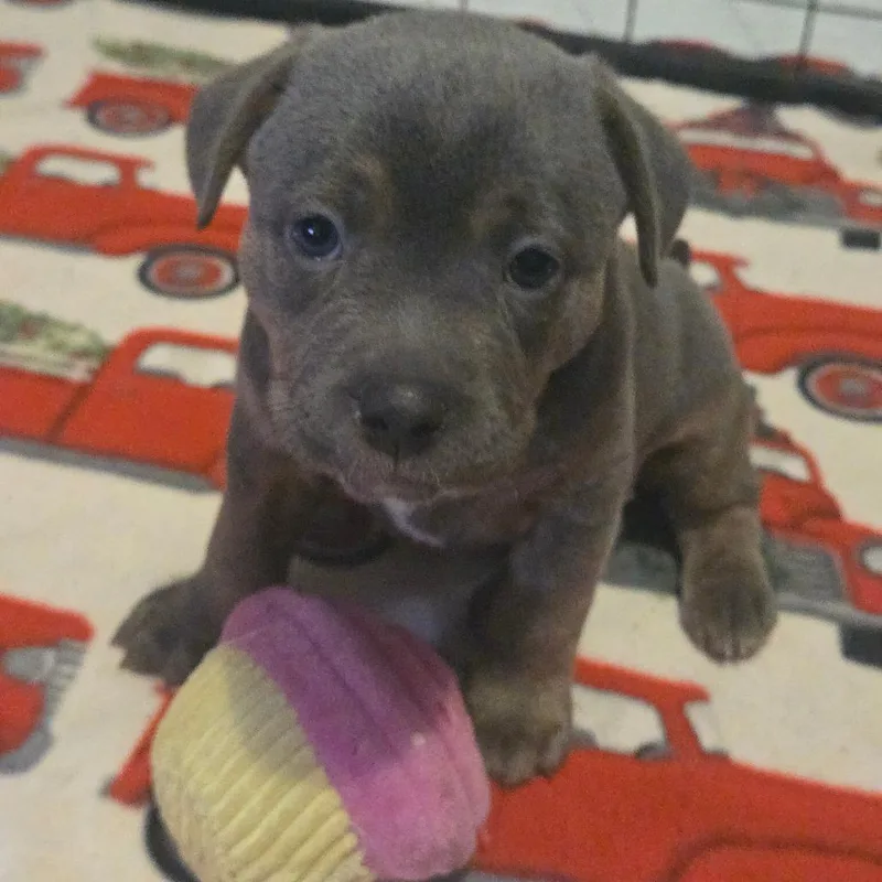 A baby medium-sized female Gray / Blue / Silver Pit Bull Terrier dog named Sylvie for adoption in Lima, OH