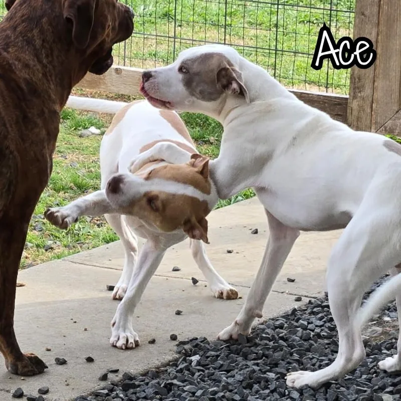 A baby medium-sized male Blue Lacy dog named Ace for adoption in Plano, TX
