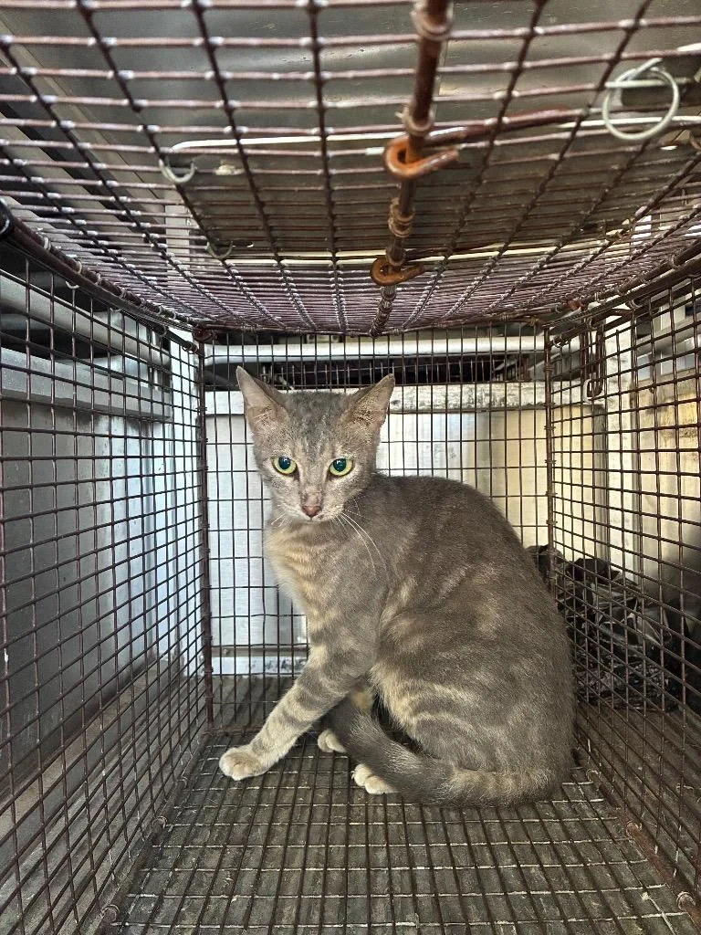 A young medium-sized female Domestic Short Hair cat named Olive Oil for adoption in New Braunfels, TX