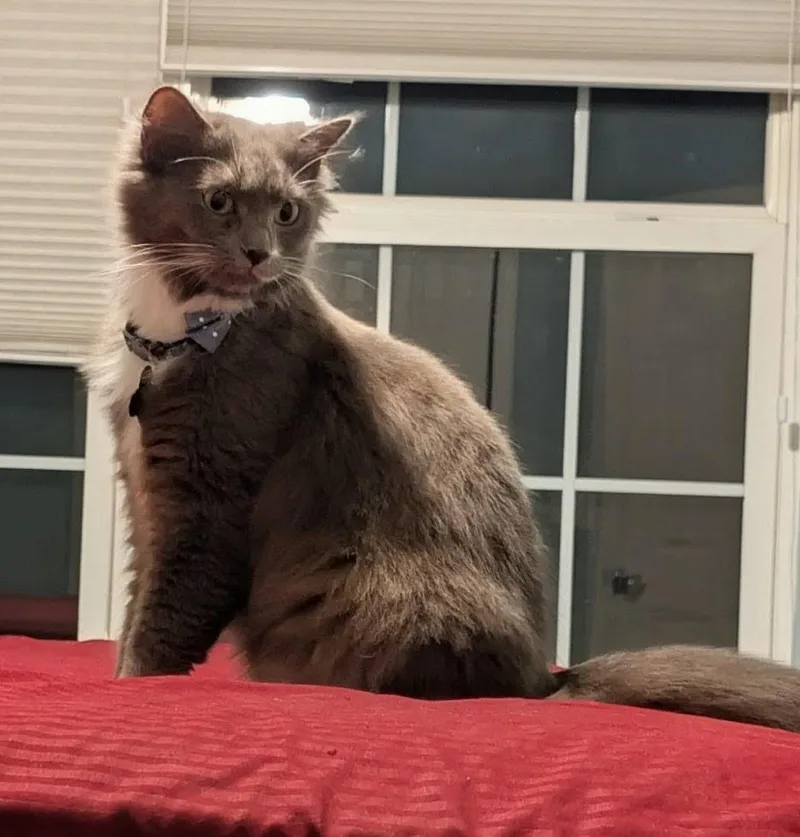 An adult medium-sized female Gray & White Domestic Short Hair cat named Madam President for adoption in Mokena, IL