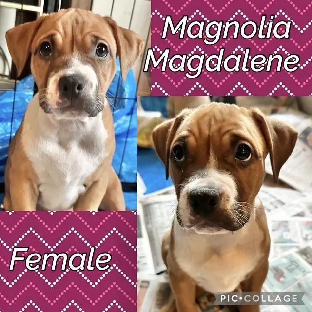 A baby medium-sized female Boxer dog named Magnolia for adoption in Manchester, CT