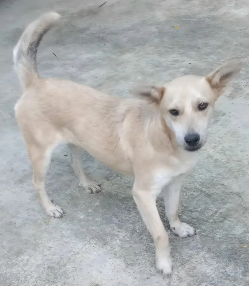 Josephina "dog Friendly!" thumbnail 2