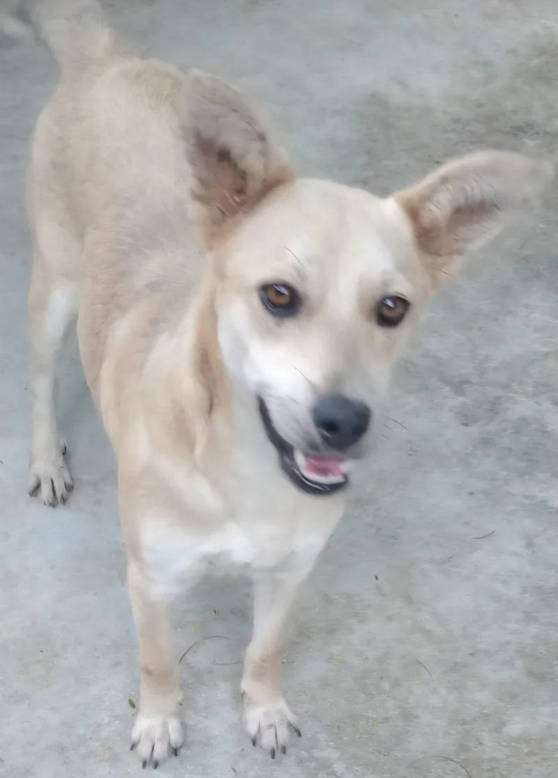 Josephina "dog Friendly!"