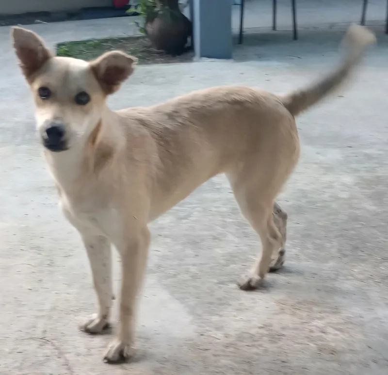 Josephina "dog Friendly!" thumbnail 3