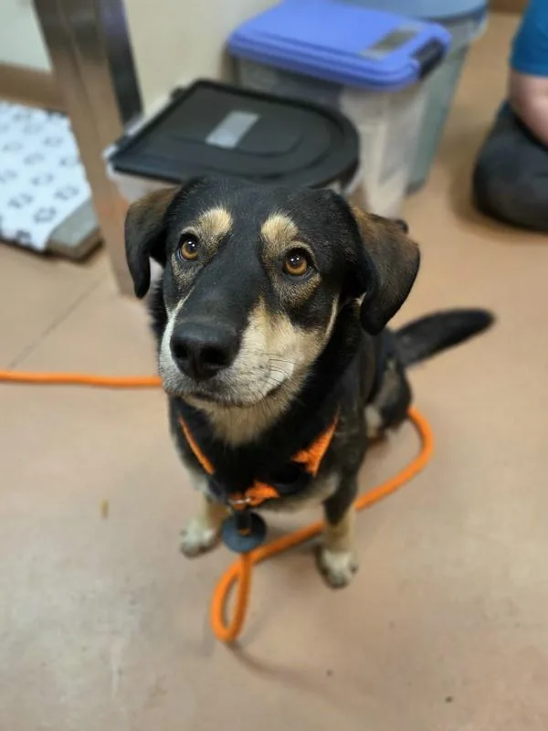 An adult large-sized male German Shepherd Dog dog named Hank for adoption in Kennewick, WA