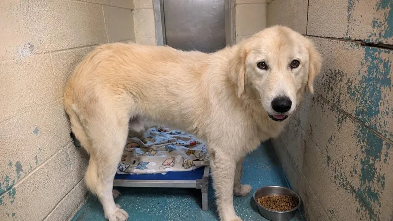 A young medium-sized male Great Pyrenees dog named ORyan for adoption in Seven Points, TX