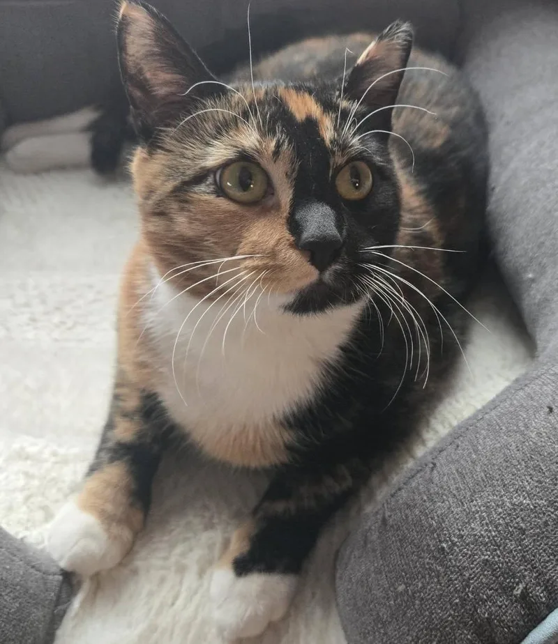 A young medium-sized female Calico cat named Sutton for adoption in Flushing, NY