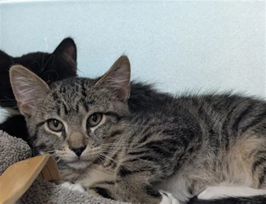 A baby small-sized male Domestic Short Hair cat named Beef Cake for adoption in Denver, CO