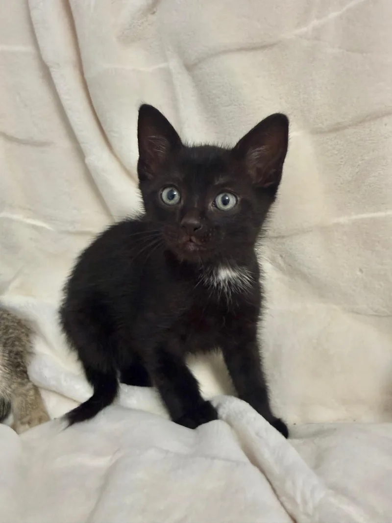 A baby small-sized male Domestic Short Hair cat named Copper for adoption in Miami, FL