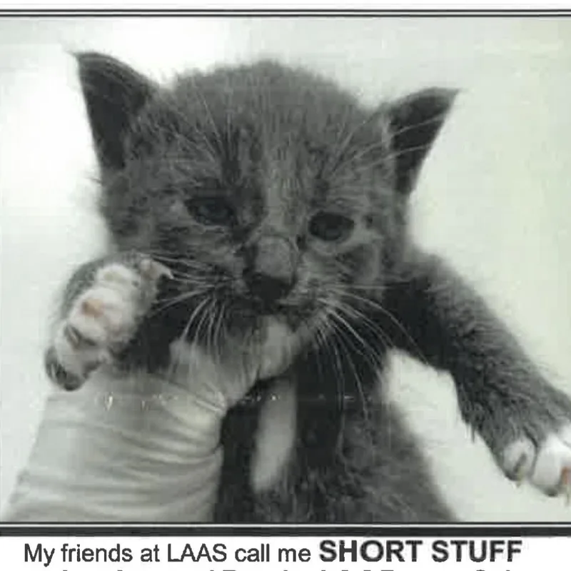 A baby small-sized female Gray / Blue / Silver Domestic Short Hair cat named Short Stuff for adoption in Los Angeles, CA