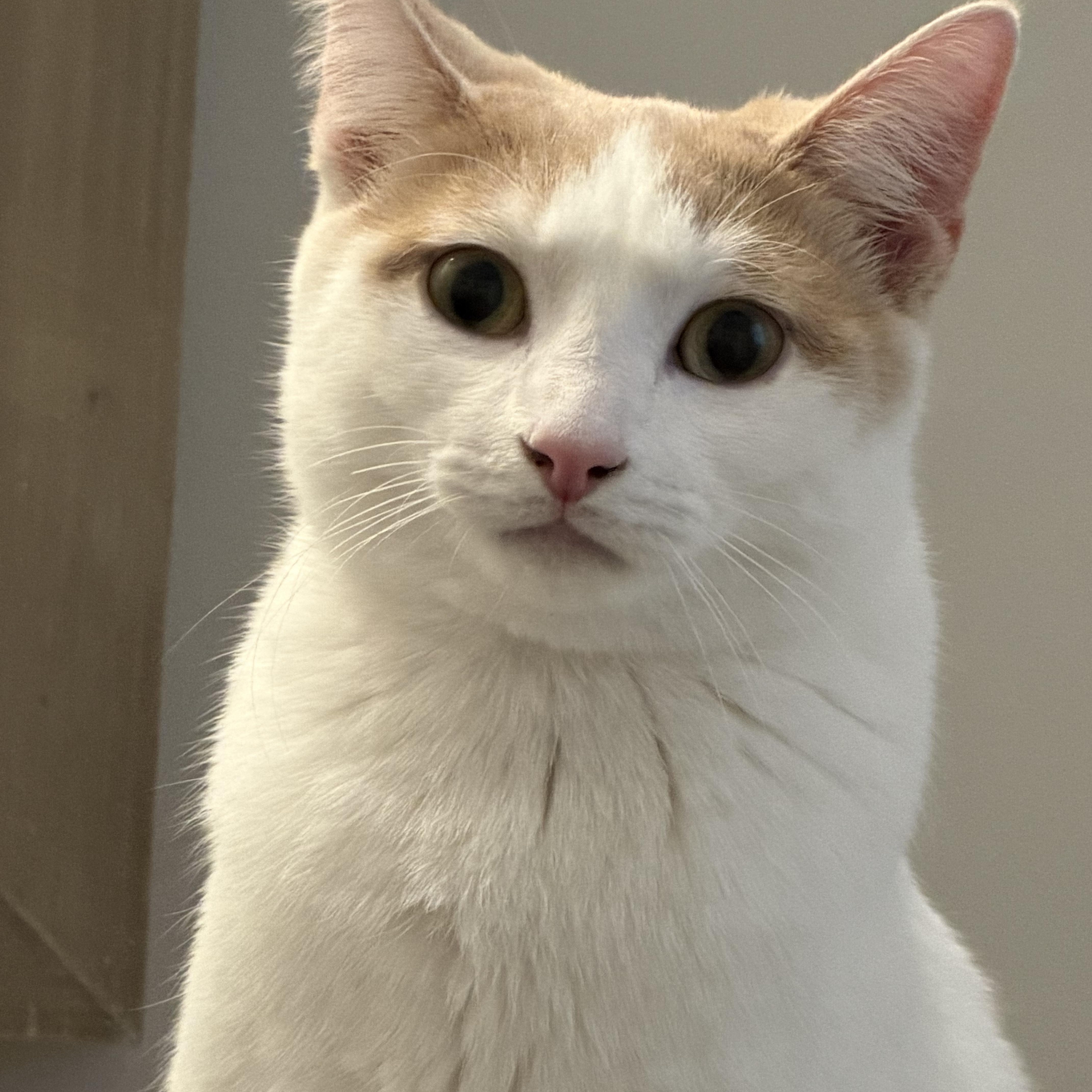 Woody & Bunny thumbnail 3