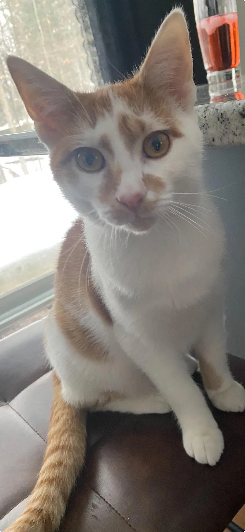 An adult medium-sized female Orange & White Domestic Short Hair cat named Woody & Bunny for adoption in Independence, OH