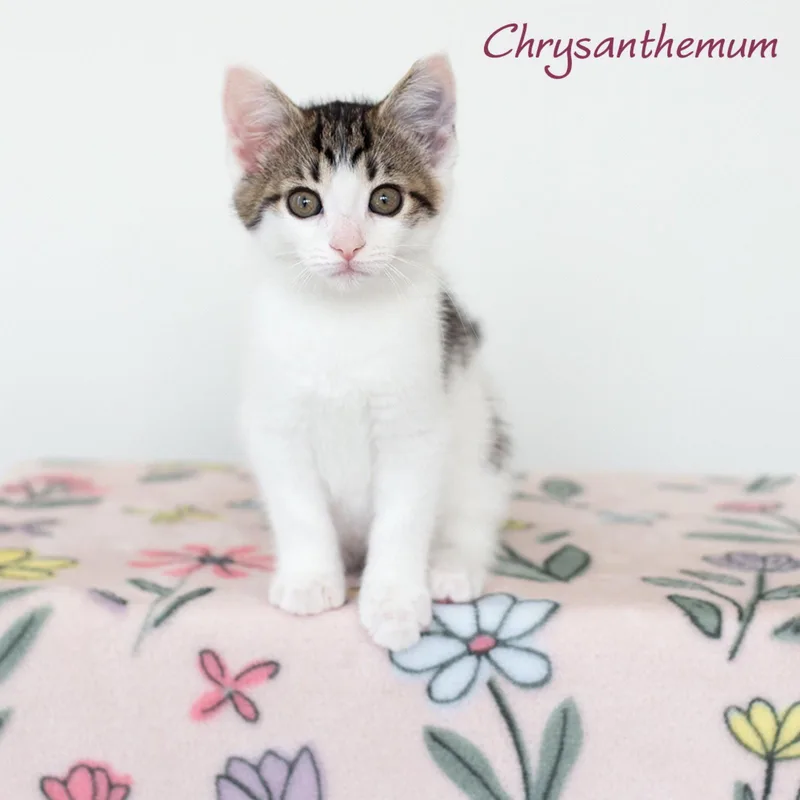 A baby medium-sized female Domestic Short Hair cat named Chrysanthemum for adoption in Rochester, NY
