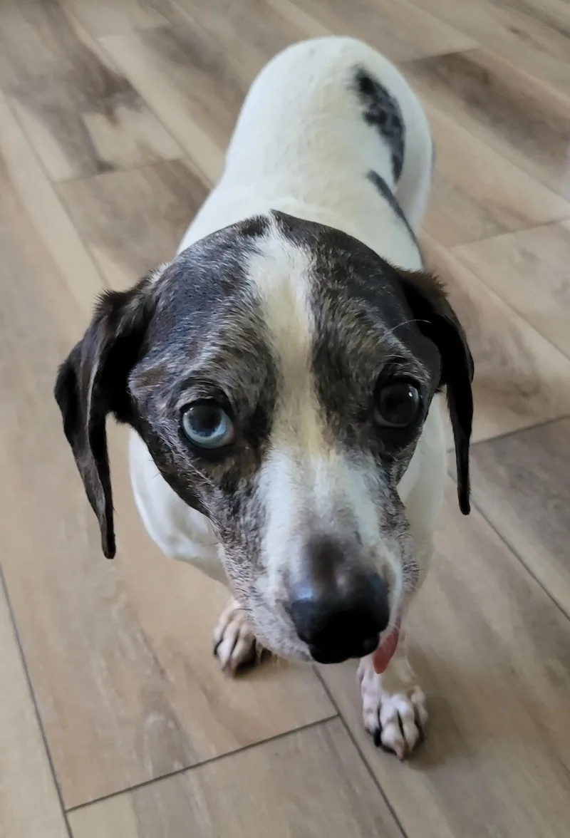 A senior medium-sized male Dachshund dog named Sherman for adoption in Midlothian, VA