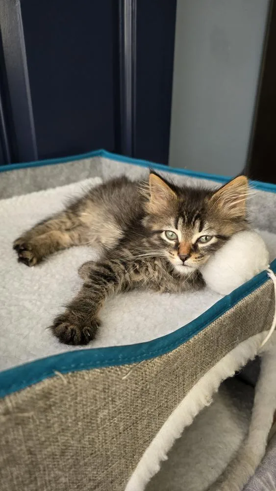 A baby medium-sized female Black & White / Tuxedo Domestic Long Hair cat named Camille for adoption in Clinton Township, MI