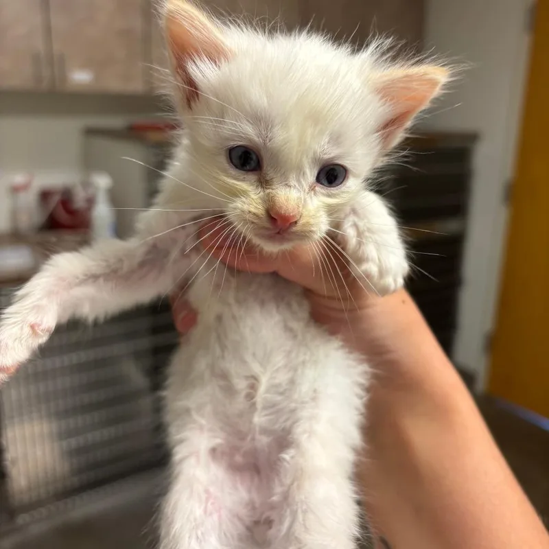 A baby small-sized male Domestic Medium Hair cat named Parmesan for adoption in Ottawa, KS