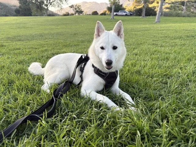 A baby medium-sized female Jindo dog named Red for adoption in Agoura Hills, CA