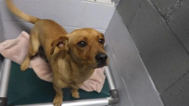 A young small-sized male Mixed Breed dog named Gordon for adoption in Augusta, GA