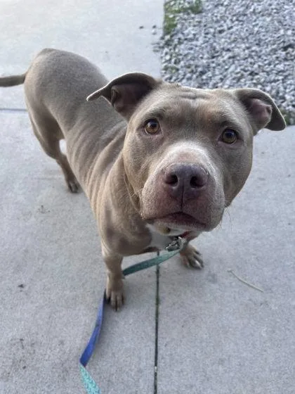 An adult large-sized female Yellow / Tan / Blond / Fawn Pit Bull Terrier dog named Belize for adoption in Kansas City, MO