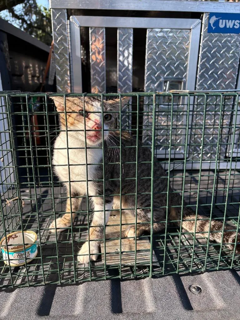 A young medium-sized male Domestic Short Hair cat named Tommy for adoption in Wauchula, FL