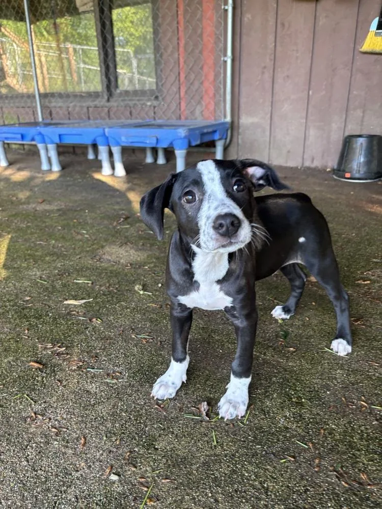 A baby medium-sized male Tricolor (Brown, Black, & White) Mixed Breed dog named Buster for adoption in Dorr, MI