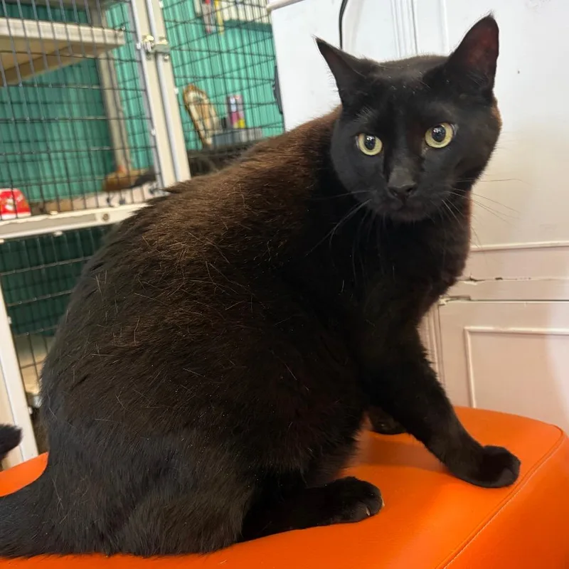 A senior extra large-sized male Black Domestic Short Hair cat named Larry for adoption in Lake Jackson, TX
