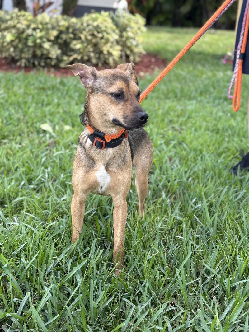 An adult small-sized male Chihuahua dog named Elijah for adoption in Margate, FL