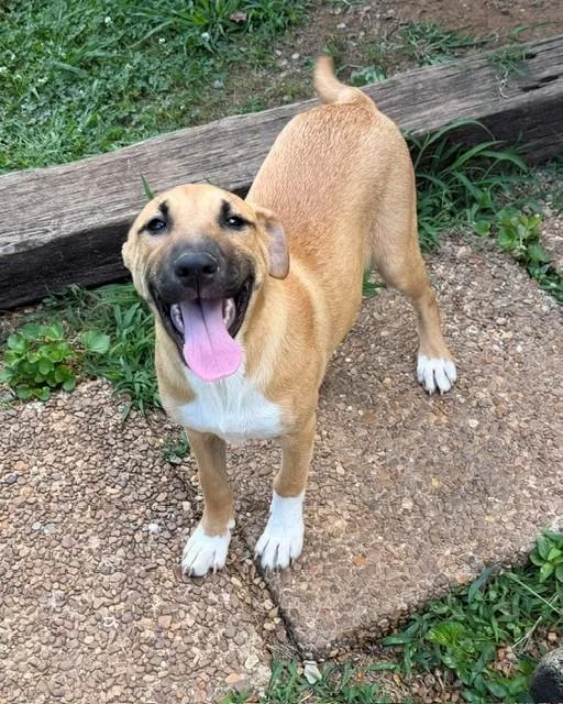 A baby medium-sized female Yellow / Tan / Blond / Fawn Boxer dog named Maddie Mojito for adoption in Andover, MA