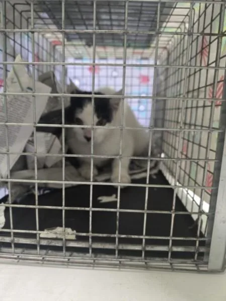 A young small-sized male Domestic Short Hair cat named Oscar for adoption in Los Angeles, CA