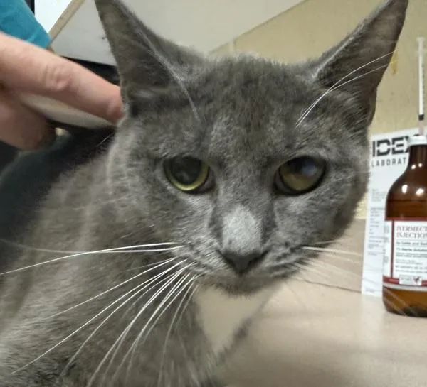 An adult small-sized female Domestic Short Hair cat named Icon for adoption in Salisbury, MD