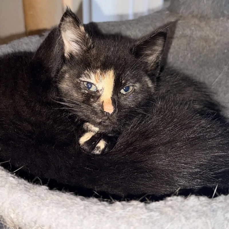 A baby small-sized female Black Domestic Short Hair cat named Elote for adoption in Inman, SC