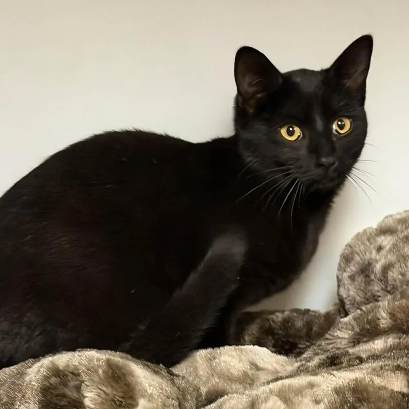 Penelope thumbnail 2