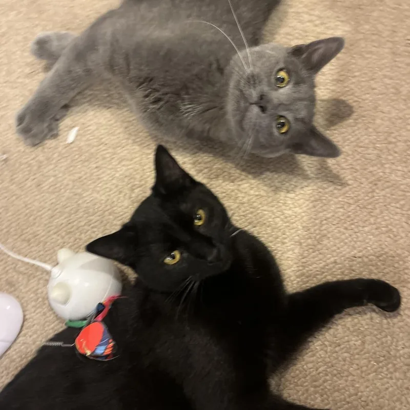 Penelope thumbnail 3