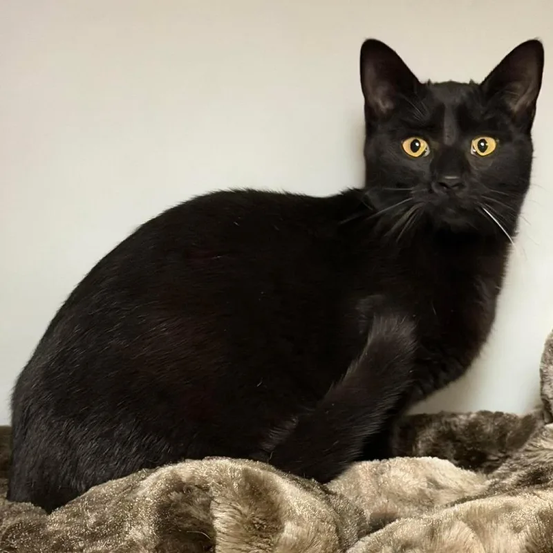 Penelope thumbnail 4