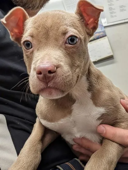 A baby small-sized female Mixed Breed dog named Tara for adoption in West Chester, PA